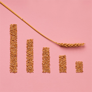 Hrană umedă câini cu conținut redus de cereale