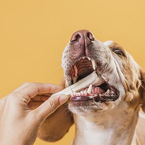 Suplimente pentru câini pentru îmbunătățirea sănătății dentare