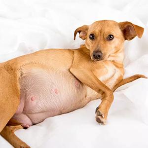 Hrană veterinară pentru cățele gestante